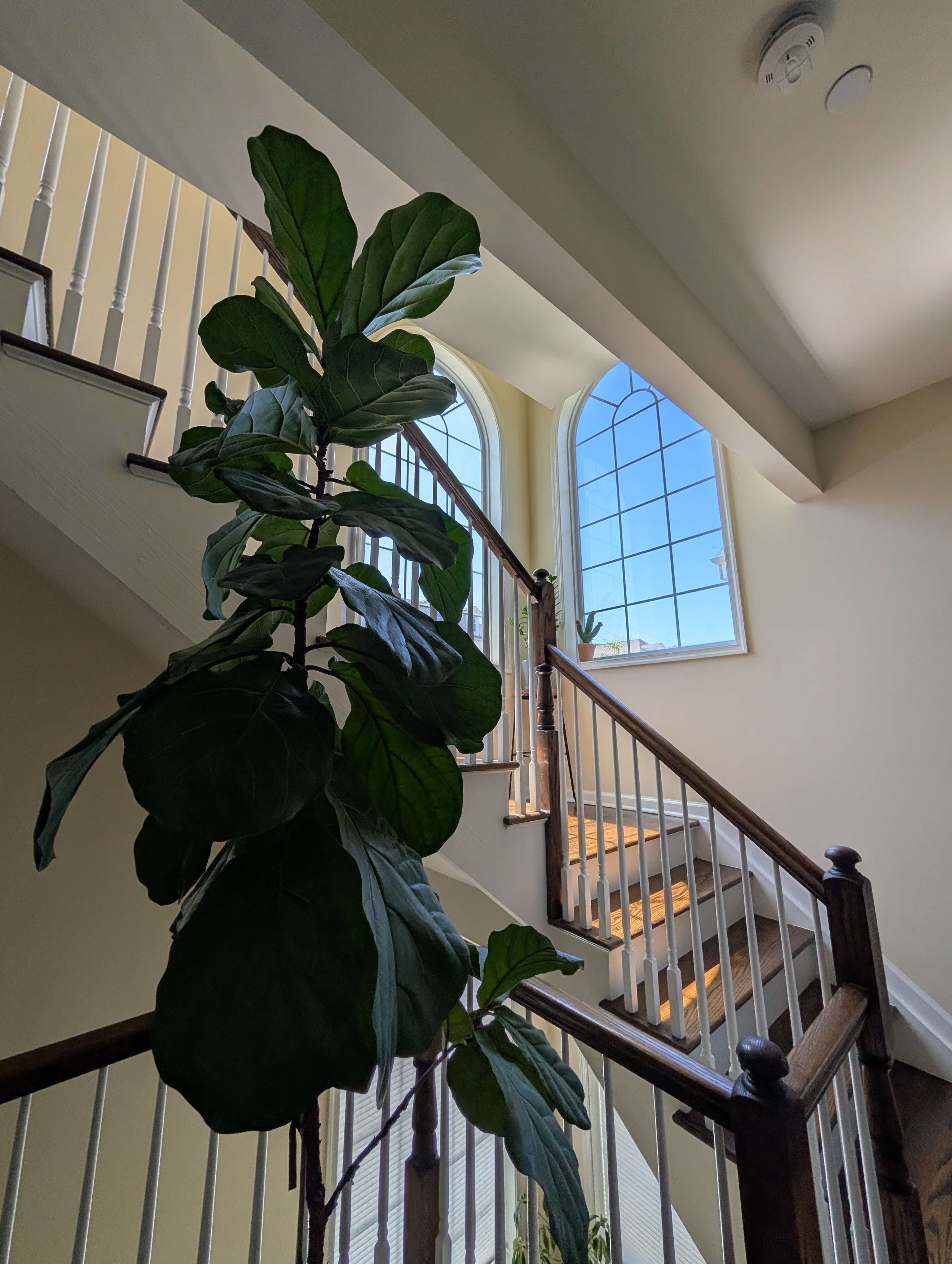 Staircase with fiddle leaf fig and arched window